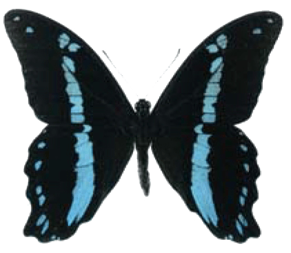 Blue Banded Swallowtail Butterfly