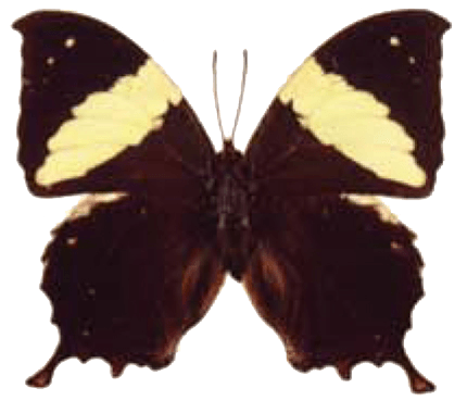 Brown Daggerwing Butterfly