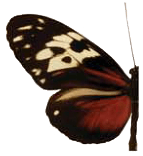 Golden Helicon Butterfly