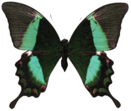 Green Peacock Swallowtail Butterfly
