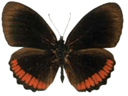 Red Rim Butterfly