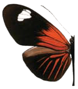 Small Postman Butterfly