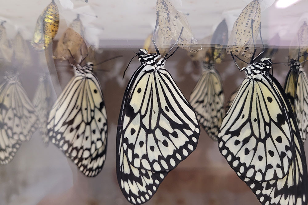 Butterflies In Butterfly House